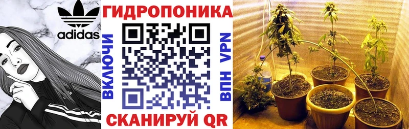 Шишки марихуана семена  omg зеркало  Назрань  наркота 